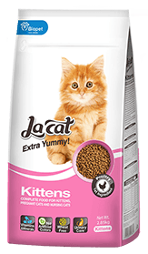 LaCat: Kittens